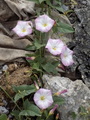 Convolvulus arvensis