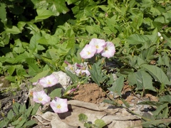 Convolvulus arvensis