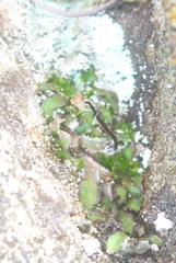 Mannia fragrans