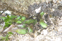 Mannia fragrans