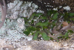 Mannia fragrans