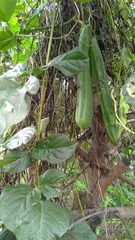 Canavalia ensiformis