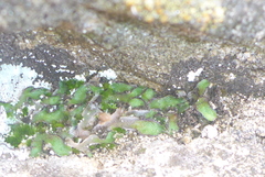 Mannia fragrans