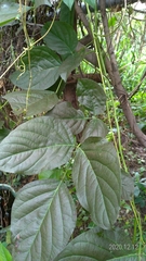 Canavalia ensiformis