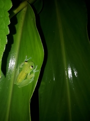 Nymphargus grandisonae