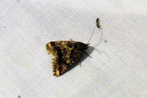 Sordid Flower Moth photo 5