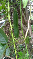 Canavalia ensiformis