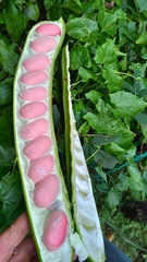 Canavalia ensiformis