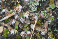 Mannia fragrans