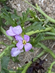Cakile maritima integrifolia