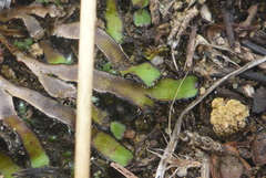 Mannia fragrans