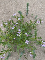 Cakile maritima integrifolia