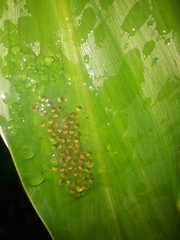 Nymphargus grandisonae
