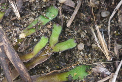 Mannia fragrans