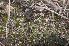 Mannia fragrans