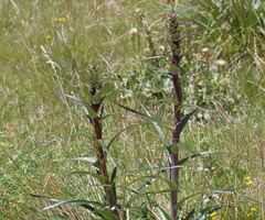 Eryngium horridum