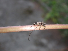 Leiopus femoratus