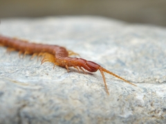 Cryptops anomalans