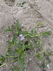 Cakile maritima integrifolia
