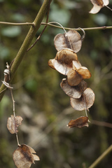 Dioscorea caucasica