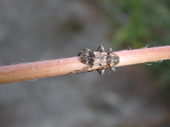Leiopus femoratus