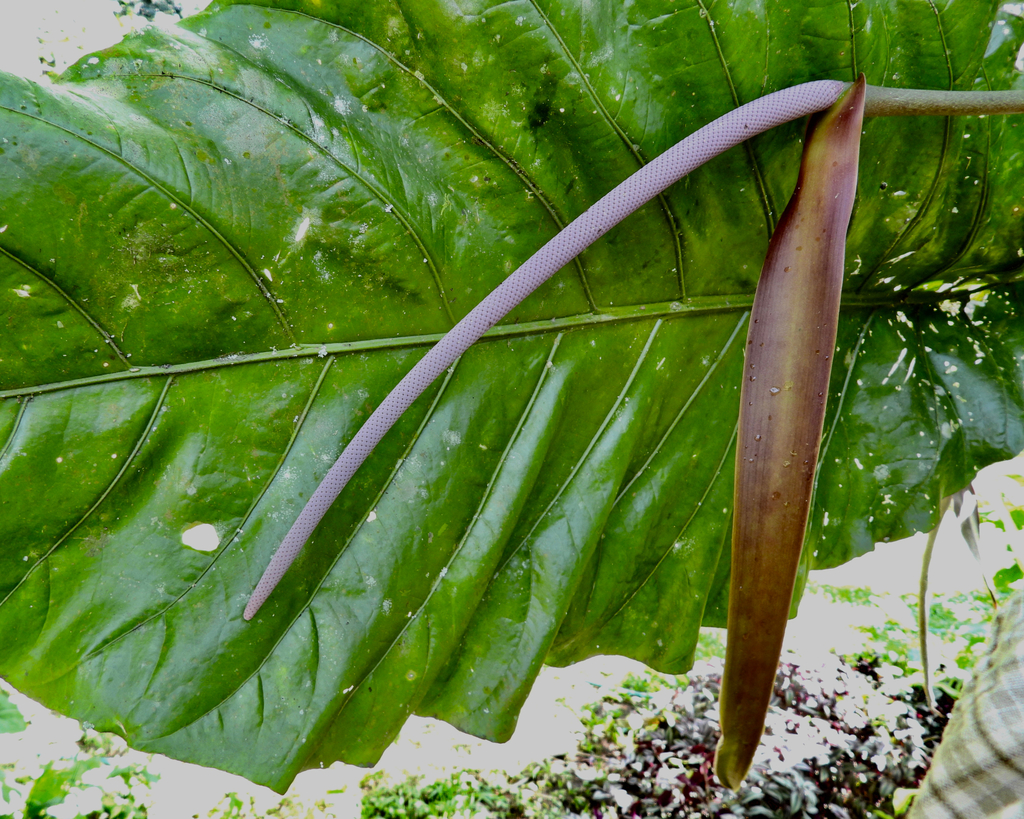 Anthurium salvinii  iNaturalist