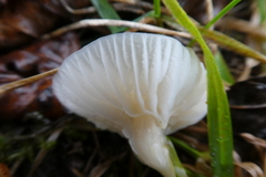 Agaricomycetes