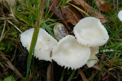 Agaricomycetes
