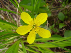 Caltha palustris radicans
