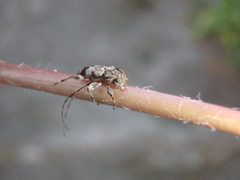 Leiopus femoratus