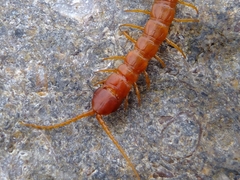 Cryptops anomalans