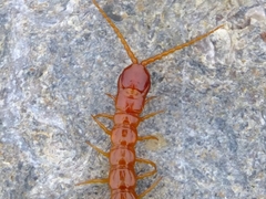 Cryptops anomalans