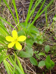 Caltha palustris radicans