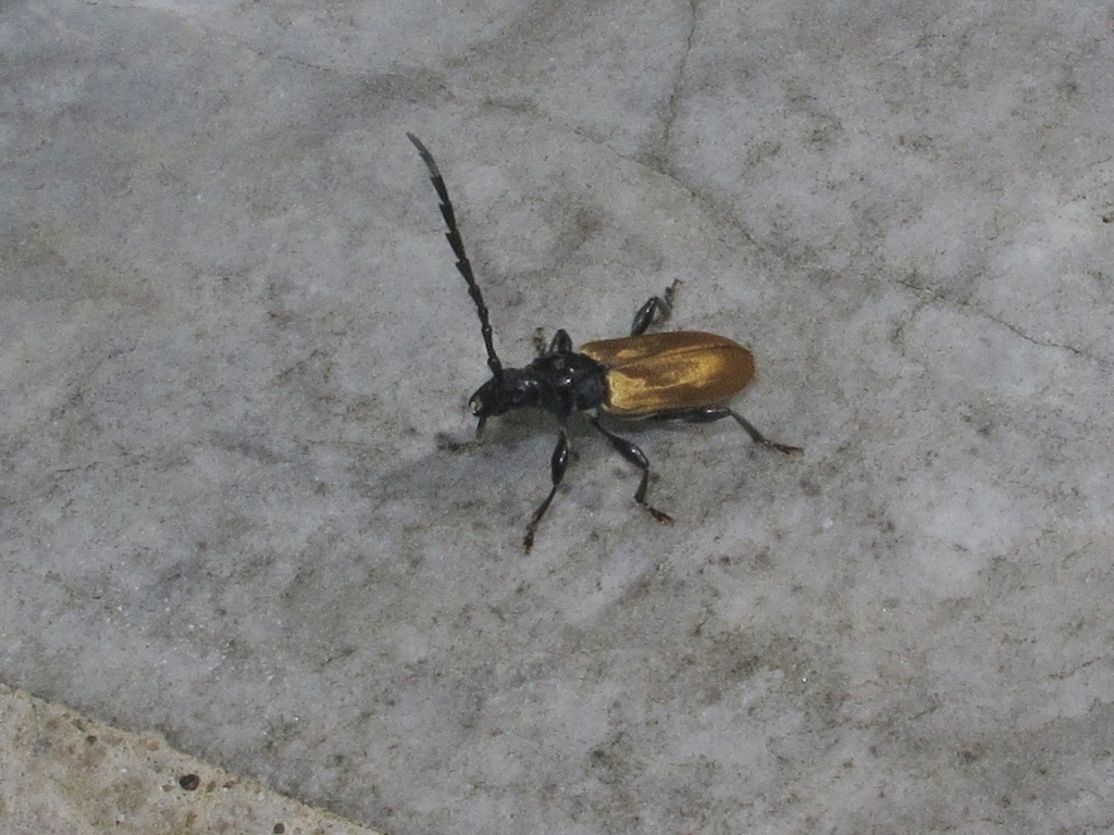 Lachnopterus auripennis