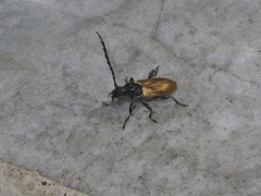 Lachnopterus auripennis