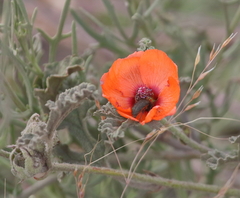 Sphaeralcea australis