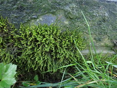 Rhynchostegium murale