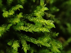 Rhynchostegium murale