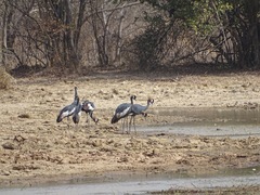Balearica pavonina pavonina