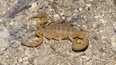 Jaguajir rochae