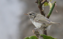 Phylloscopus trochiloides