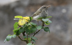 Phylloscopus trochiloides