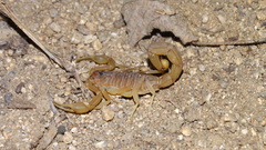 Jaguajir rochae