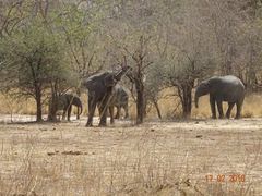 Loxodonta
