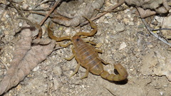 Jaguajir rochae