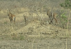 Hippotragus equinus koba
