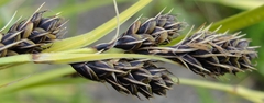 Carex gmelinii