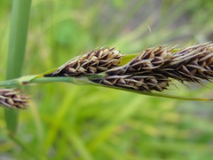 Carex gmelinii
