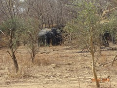 Loxodonta