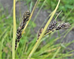 Carex gmelinii